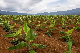 Fruits of spoil: Laos' forests disappearing as fruit farms flourish