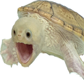 turtle-pogger