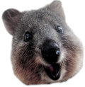 quokka-smile