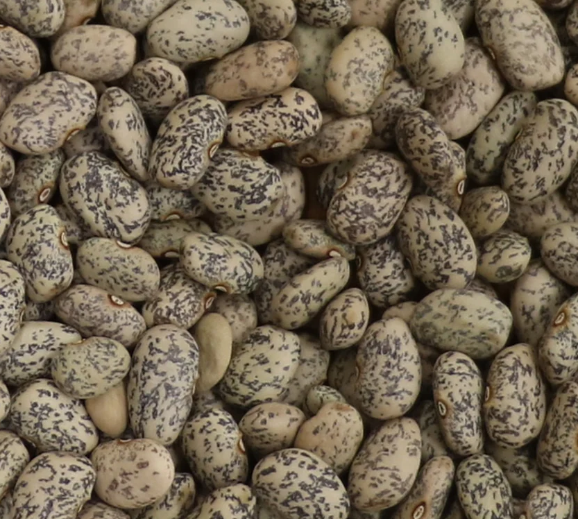 Rare and Beautiful Beanis: Blue Speckled Tepary Beanis