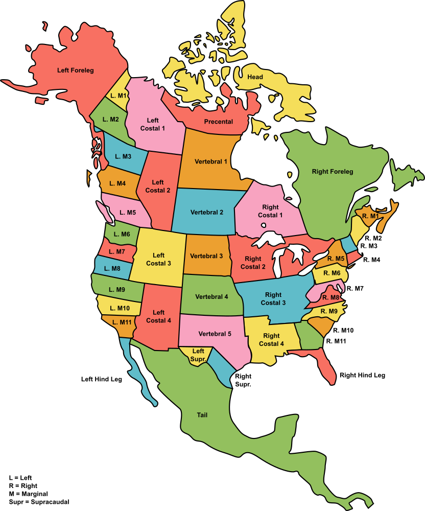 A map of a united North America excluding Greenland and the Caribbean, depicting Alaska as "Left Foreleg"; Quebec and Newfoundland and Labrador as "Right Foreleg"; Florida as "Right Hind Leg"; Baja California as "Left Hind Leg"; the remainder of Mexico and Central America as "Tail"; the Arctic Islands as "Head"; and the rest of the continent as various arbitrary states, often with straight lines or formed from current state borders, and named after the scutes of a turtle's carapace.