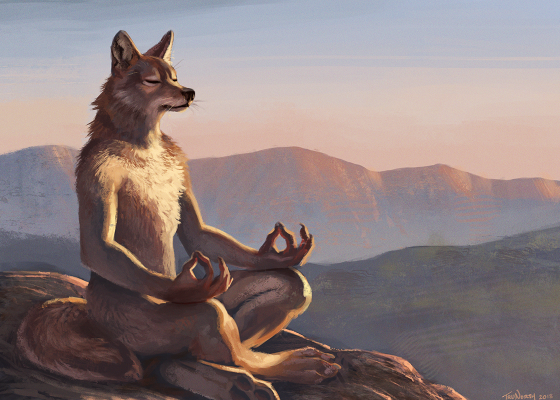 coyote meditating