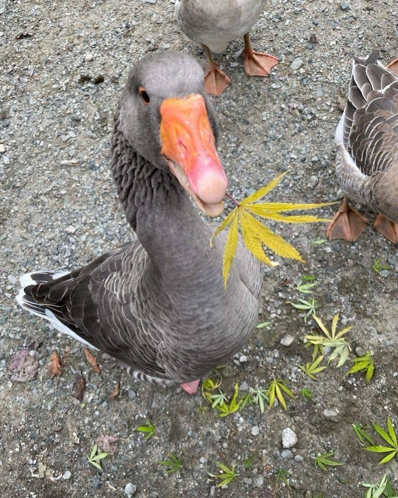 Dank dank goose