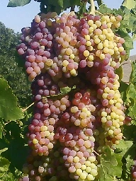 Grape - Wikipedia