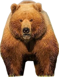 og-hex-bear