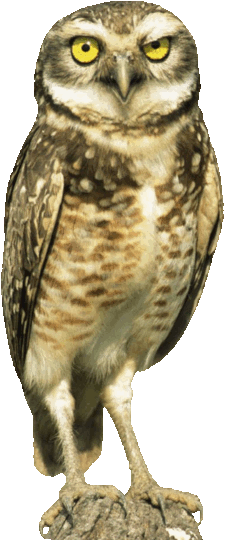 owl-huh