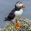 Puffin