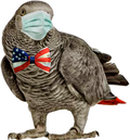 president-parrot-patriotic