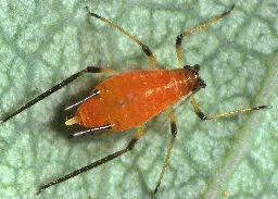 Aphid - Wikipedia