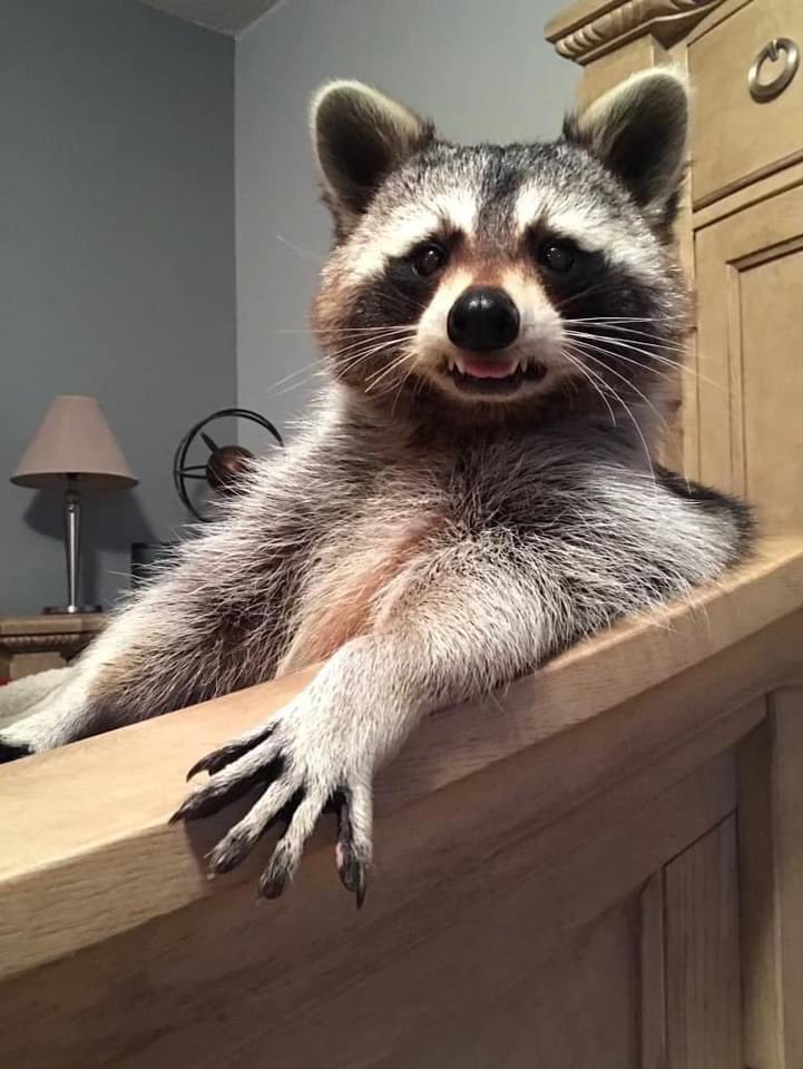 A poised and dapper raccoon sitting upright in a human-like manner with its arm draped casually across an armrest