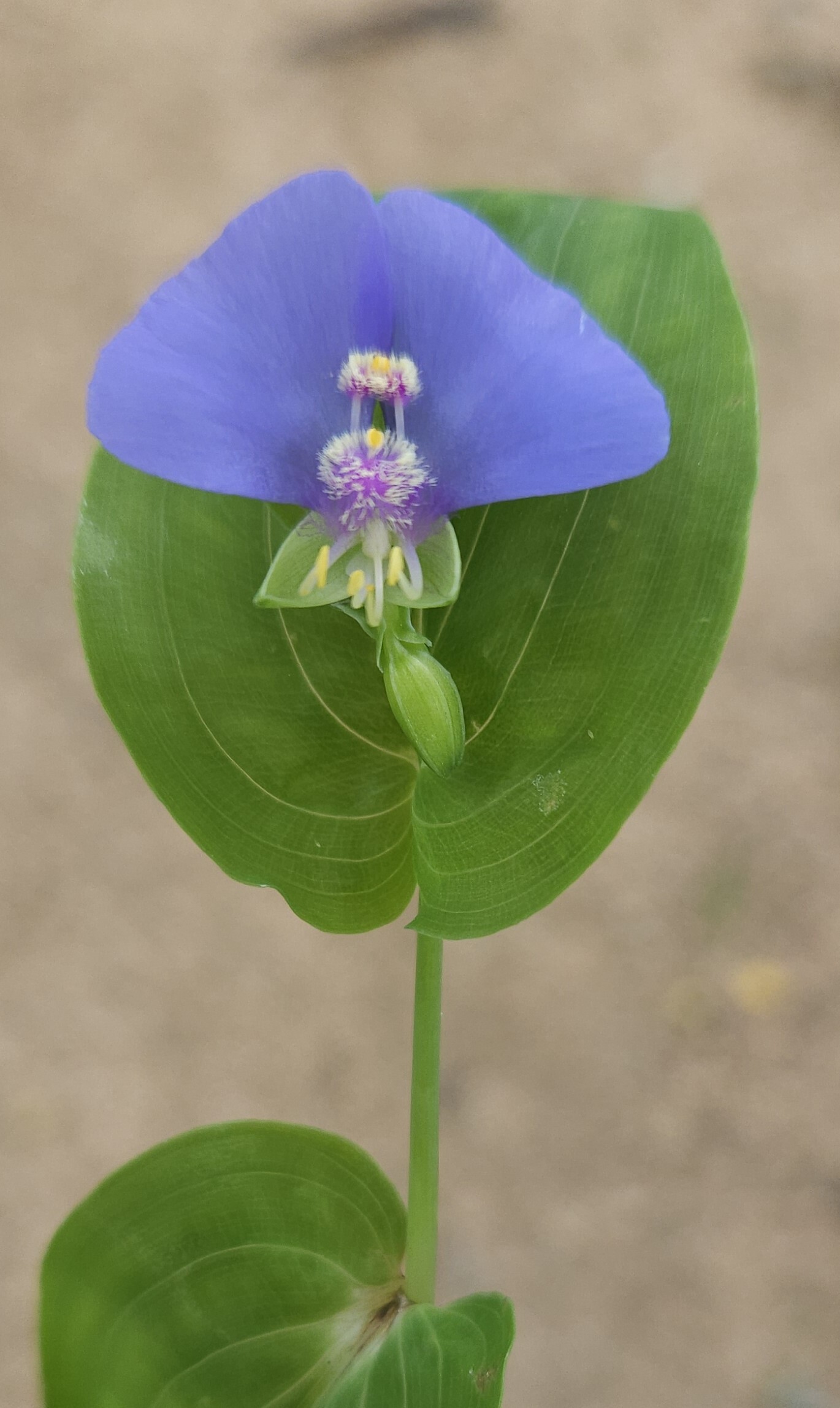 image of a violet widow's tears flower