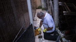 In Rio, rife with dengue, bacteria-infected mosquitoes are making a difference
