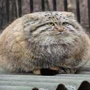 pic unrelated, a cute image of a big Manul/Pallas's cat, with yellowish-green eyes and light grey fur