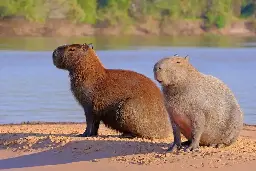 Is the Capybara Friendly? (Yes, and Here's Why) - Wildlife Pioneer