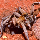 Dirt_Spider