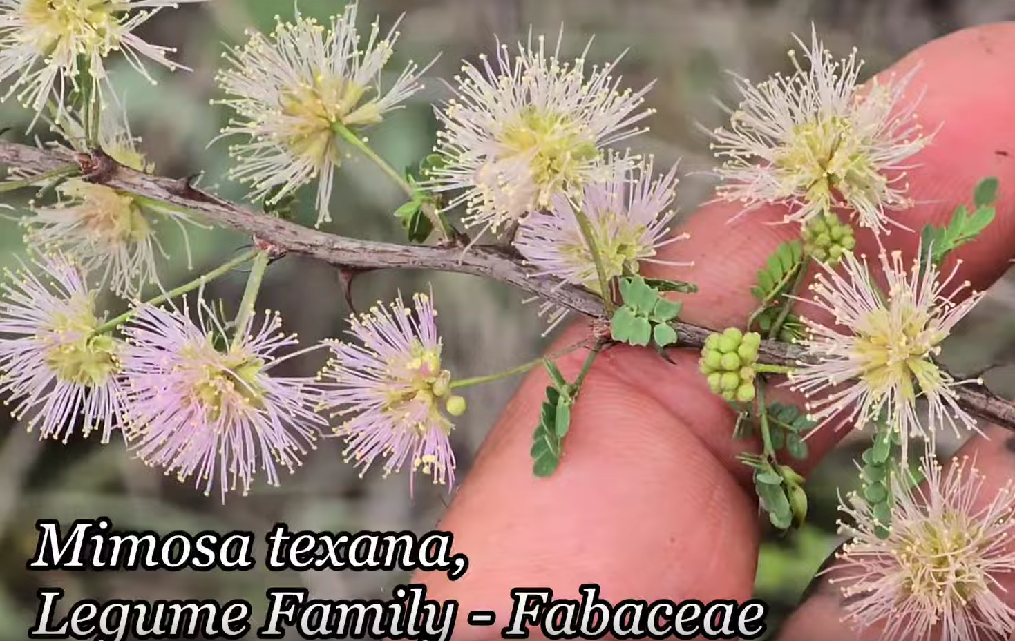 Texas Catclaw/Wherry Mimosa Beanis