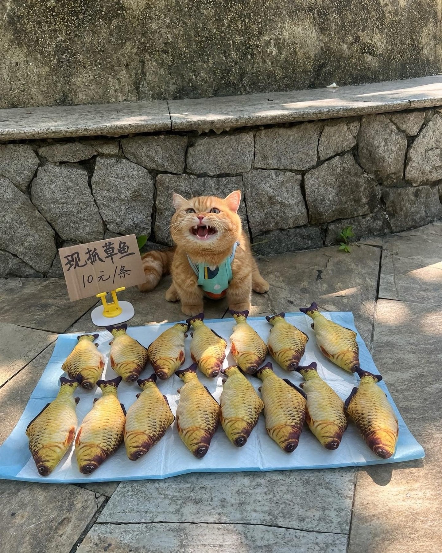 Buy my fish! BUY THEM!