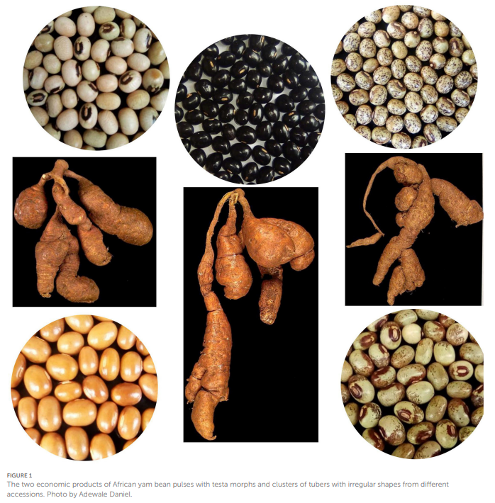 Ijiriji (African Yam Beanis) CW: Rare Beanis and Tuber