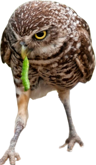 owl-eat-bugs