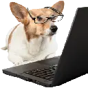 corgiwithalaptop