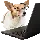 corgiwithalaptop