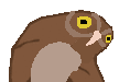 floppy-owl