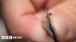 Rare mosquito virus prompts US towns to close public parks - BBC News