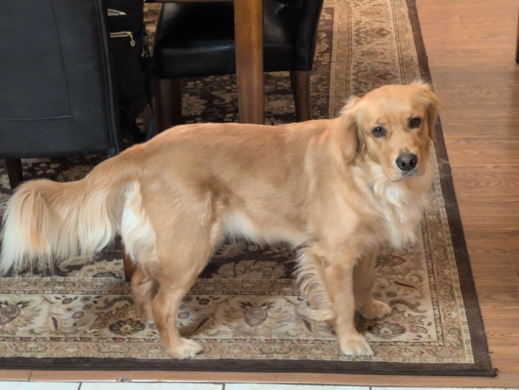 A side picture of a golden retriever facing to the right. She has her head turned looking into the camera. Her tail is outstretched. She is standing on an intricately patterned rug on top of a hardwood floor. There are leather bound dining chairs in the background.