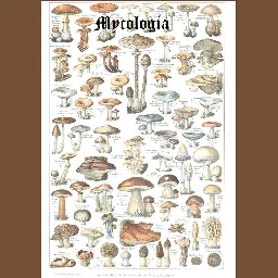 Assorted Mushrooms of New England, by Mycologia