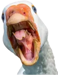 honk-enraged