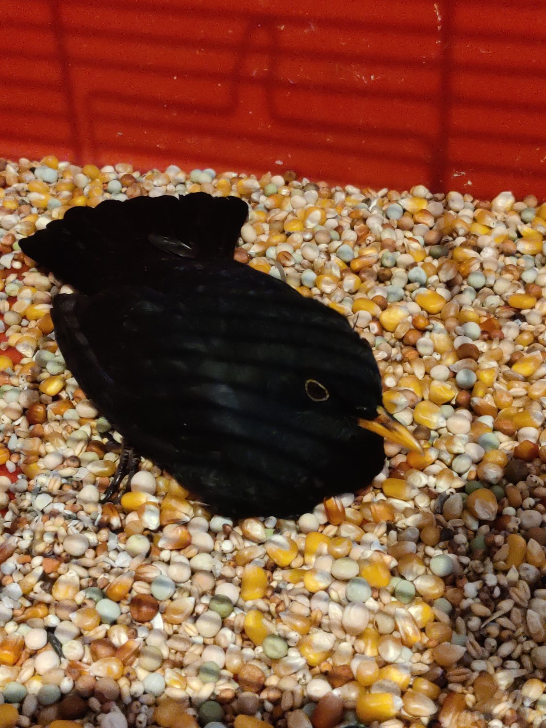 A blackbird laying in a cage