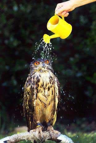 Don't mind me, just washing the ol owl