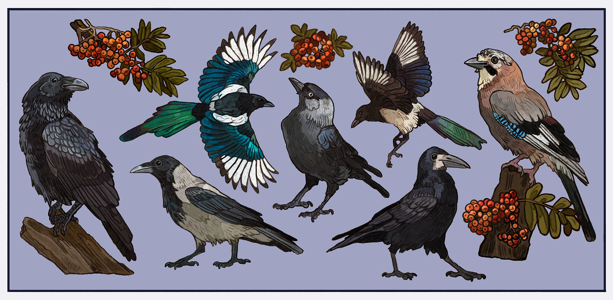 corvids