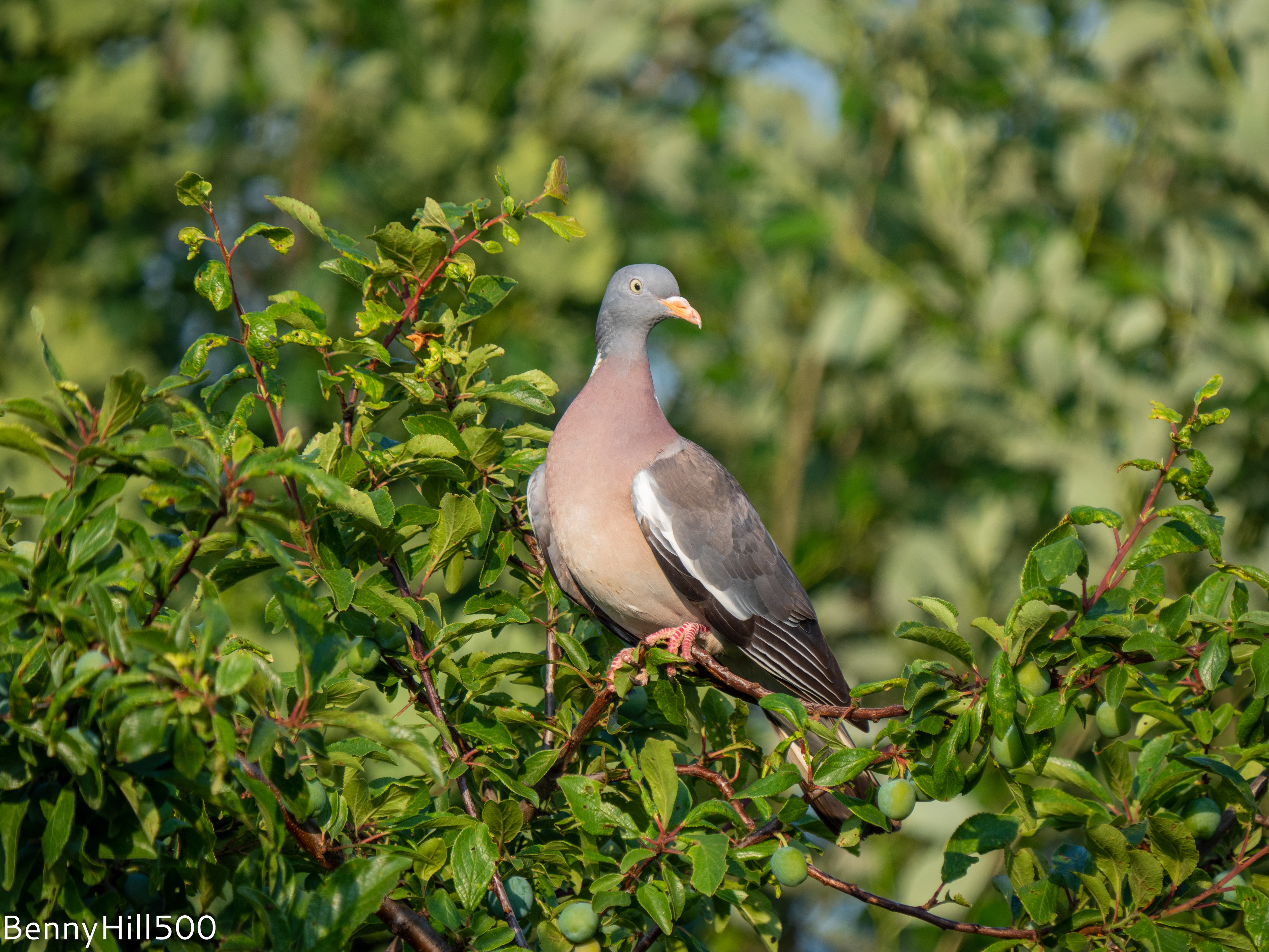 Pigeon in Tree