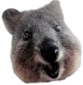 quokka-smile