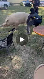 Mj Shirley on Instagram: "Hog (Bo-Bo) had been on the loose for a week. My Chief called and said he needed my country boy expertise, so you know what happened next 😬 now I did rope him and snagged his ass out the woods but lawd have mercy... just watch the video 😂😂💀 Yes he was CAPTURED and returned back to its owner‼️ #mississippi #communitypolicing #theshaderoom #countryboy"