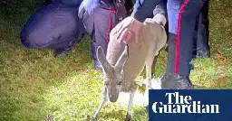 Kangaroo punches police officer in face after evading Canadian authorities for four days – video