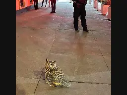 Fugitive Central Park Zoo Owl Eludes UES Police Tactics On Madison Ave