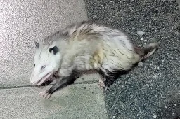 Grubby the stowaway opossum captured after nearly 2 months in Alaska - UPI.com