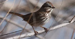 Extreme heat blanketing the Southwest is putting bird populations at risk