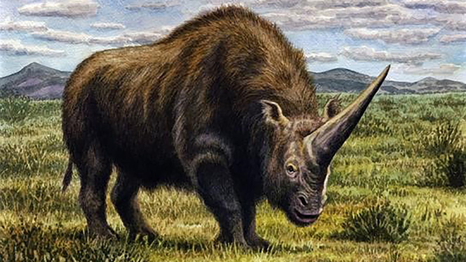 Artist's recreation of the extinct Siberian unicorn, Elasmotherium sibiricum, which is really a type of rhinoceros. The Siberian unicorn is large and bulky with a strikingly large horn and is here reconstructed with a thick brown coat.