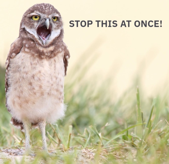owl-skrem-stop