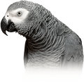 president-parrot