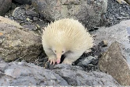 Look: Albino echidna spotted wandering in Australian town - UPI.com