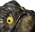 bird-screm1