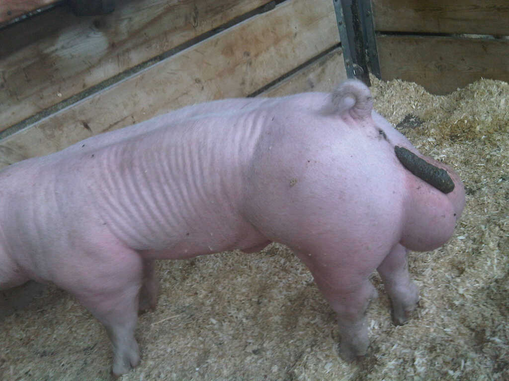 a pig shitting on its own swollen balls