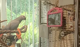 Pet parrots prefer live video-calls over watching pre-recorded videos of other birds