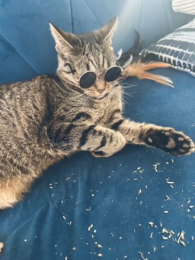 tabby cat, named frankie, sitting on a blue couch and wearing shades while she’s sprawled out next to some catnip 