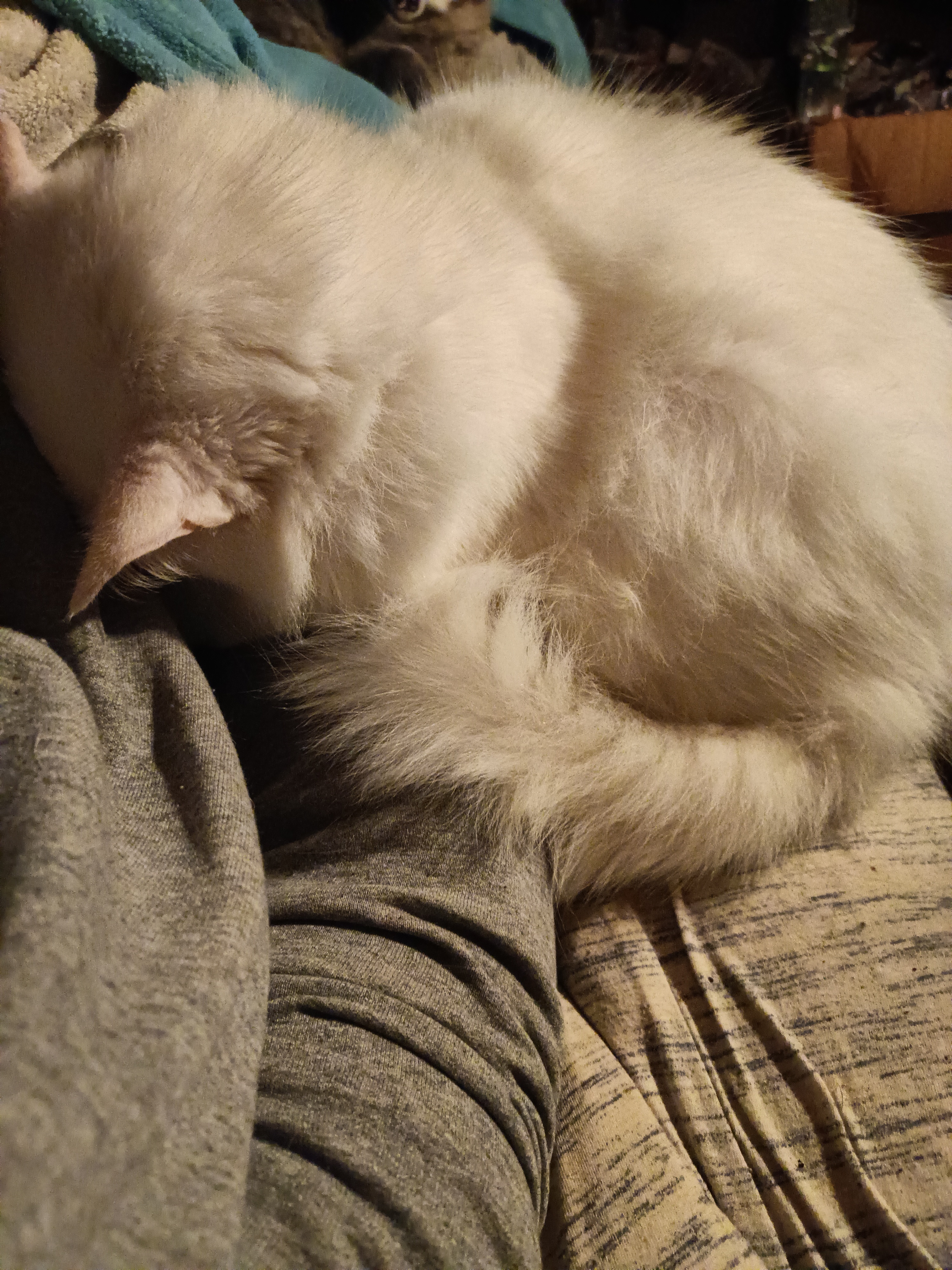 A fluffy white cat lies with his face and paws in my arm