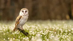 How to attract owls to your yard – 3 pro ways to welcome these beautiful birds